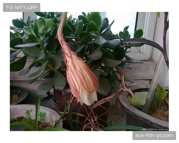 巴尔科拉的高光表现能否持续，还是只是昙花一现？